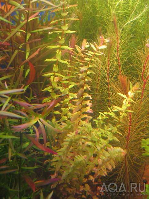 Rotala macrandra Green