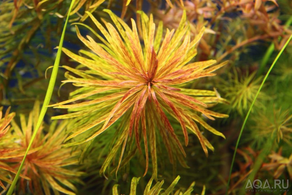 Ludwigia inclinata var. verticillata (''Cuba'') 1