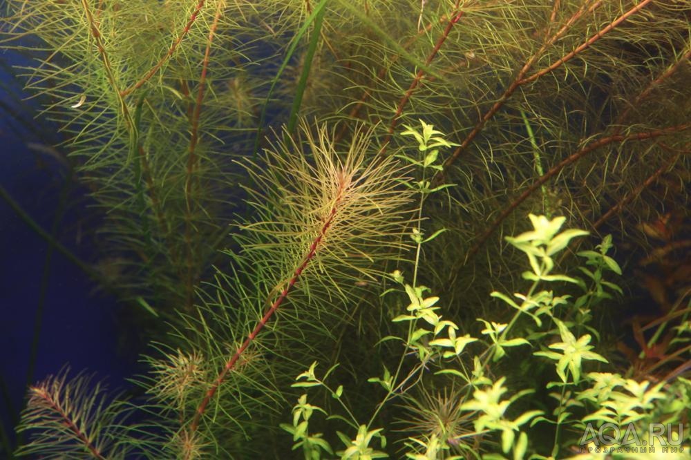 Rotala wallichii