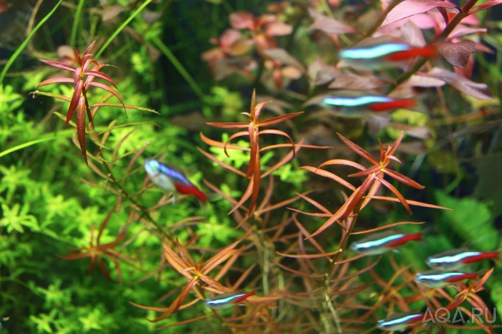 Ludwigia arcuata