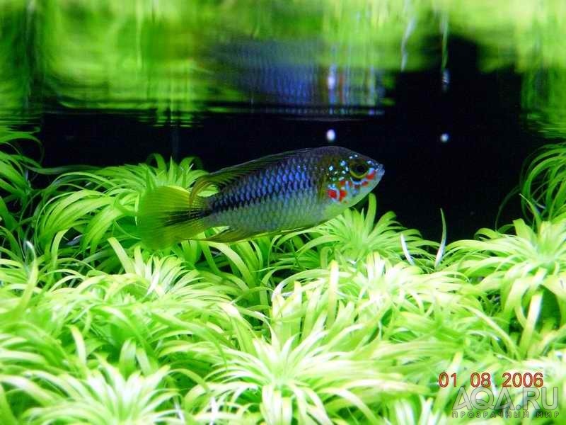 Apistogramma borelli