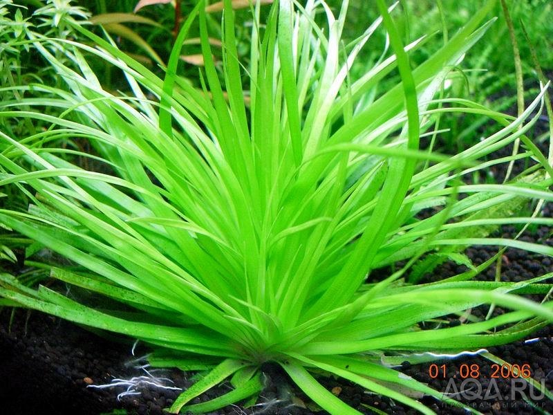 Eriocaulon Brazil