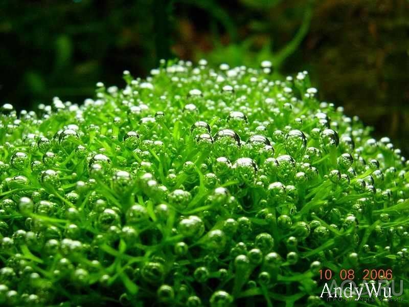 Riccia fluitans