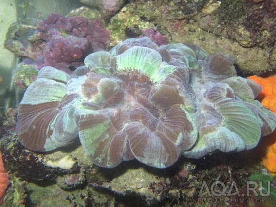 Trachyphyllia