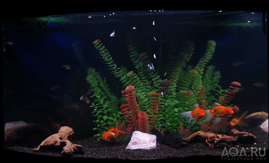 аквариум с золотыми рыбками