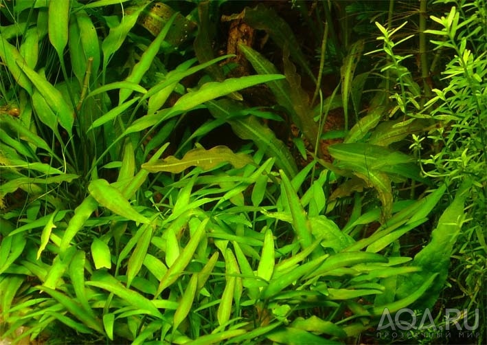 Cryptocoryne