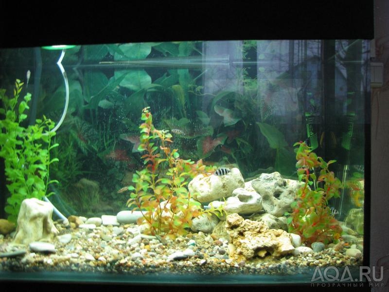 Мой новый аквариум