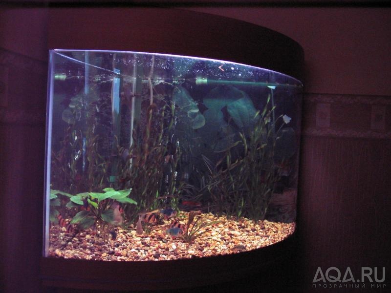Мой аквариум (фото_1)