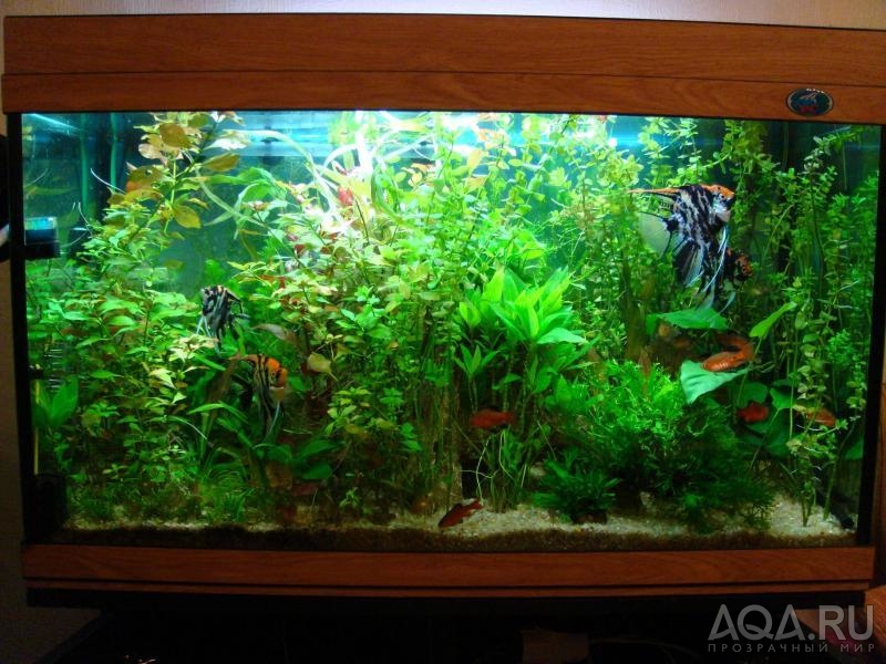 мой аквариум