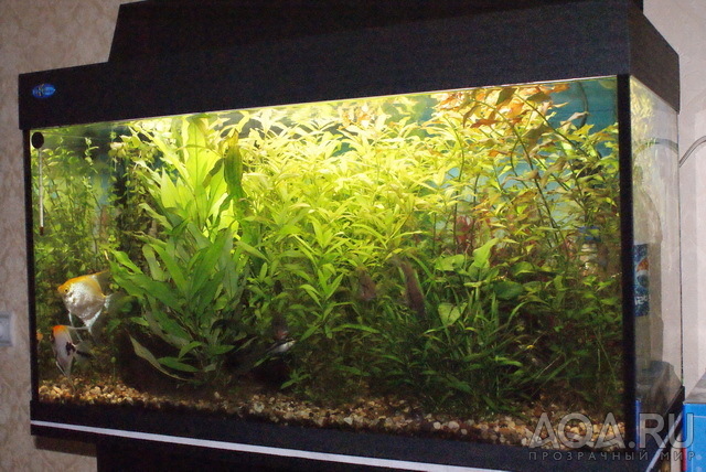 Мой аквариум 150л.