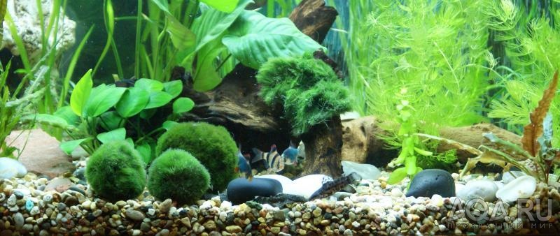 Samir's aqua 200L