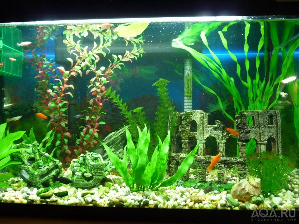 Наш аквариум