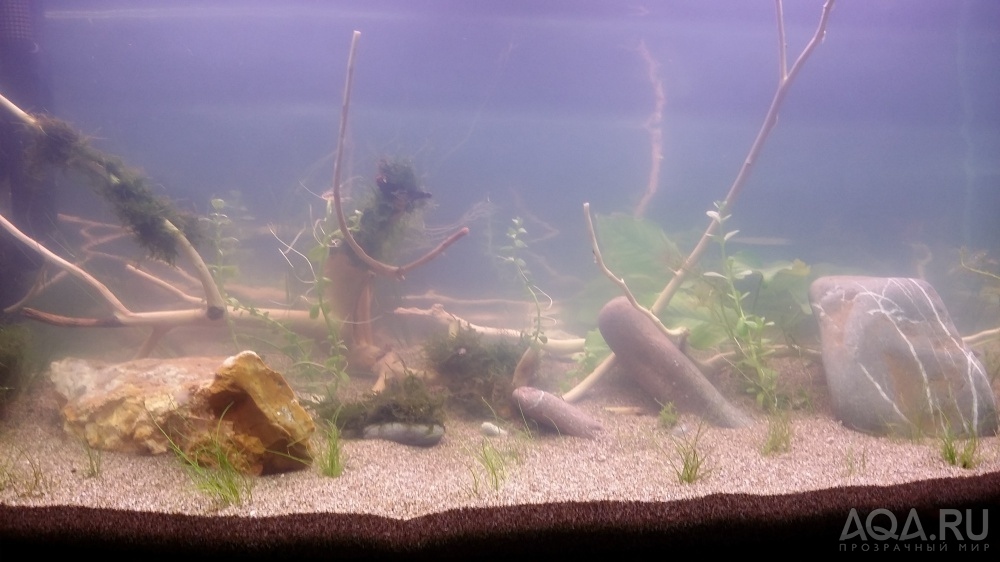НОВЫЙ аквариум