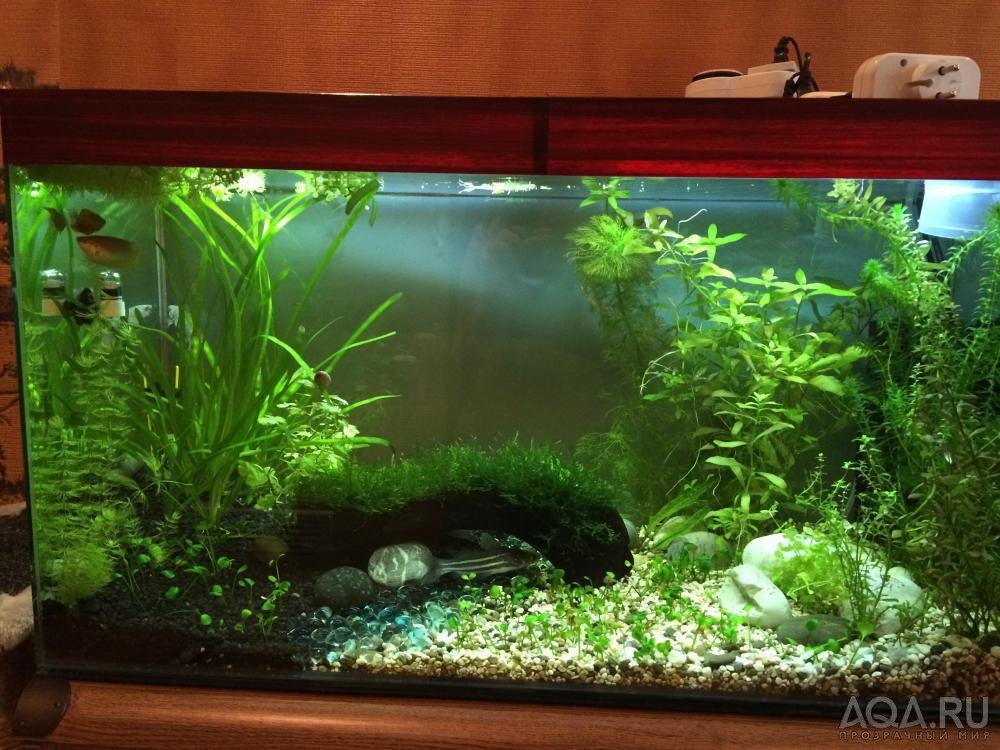 Aqua100l