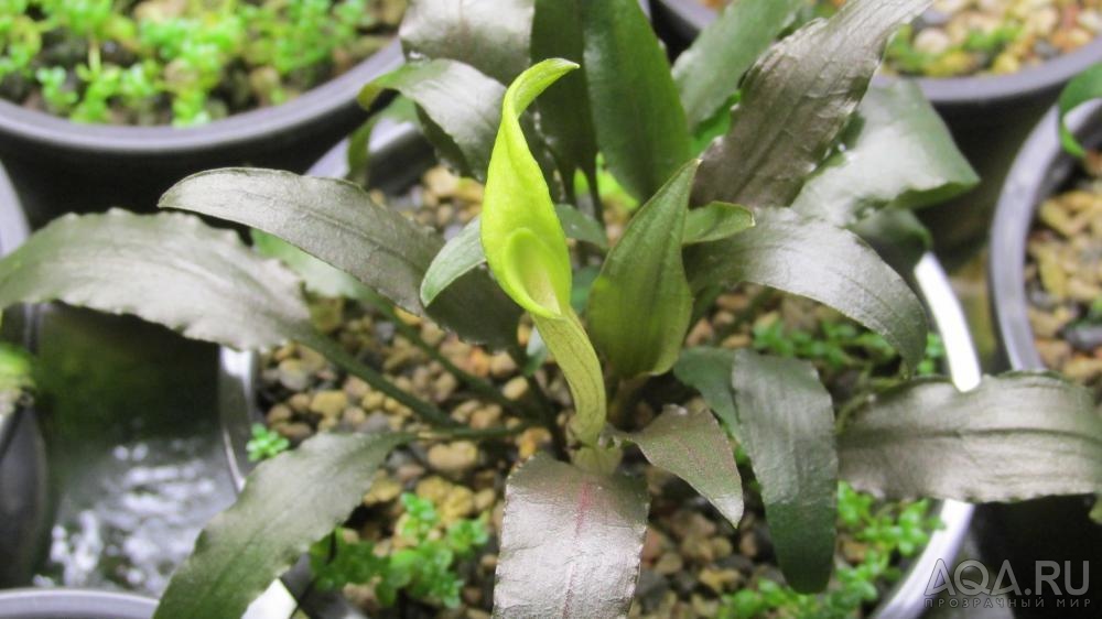 Cryptocoryne walkeri Schott