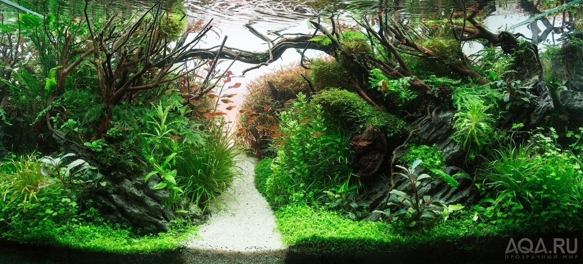 90x45x45 ADA style aquascape