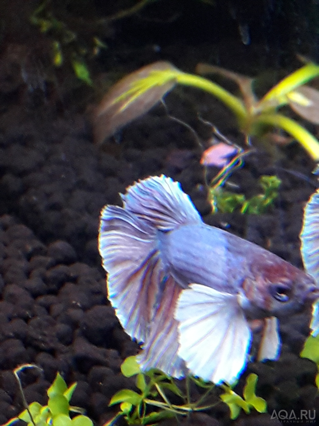 Фотографии наших Betta splendens