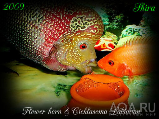 Flower horn & Cichlasoma labiatum