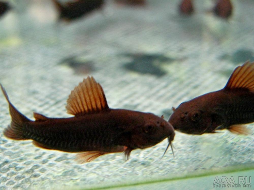 Corydoras 'Black Venezuela'_8