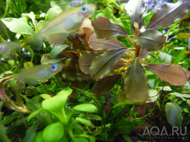 Bucephalandra