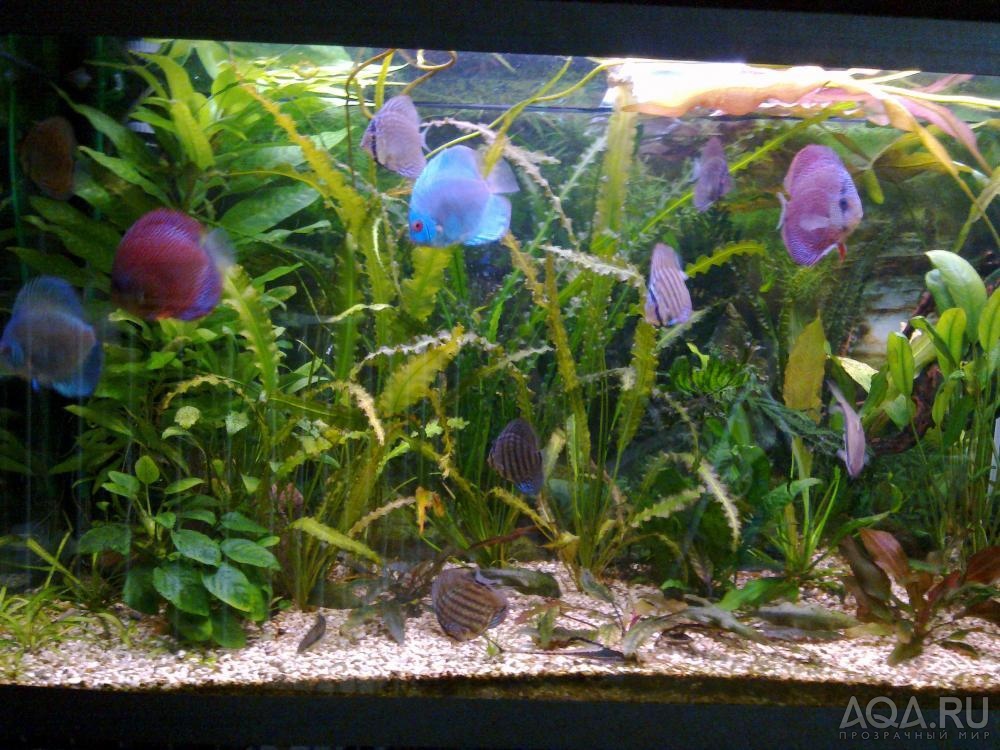 Растительный аквариум - июнь 2013