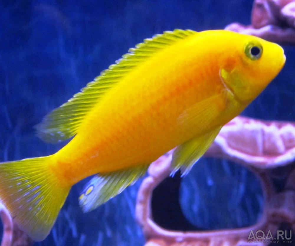 Labidochromis caeruleus Yellow Kakusa