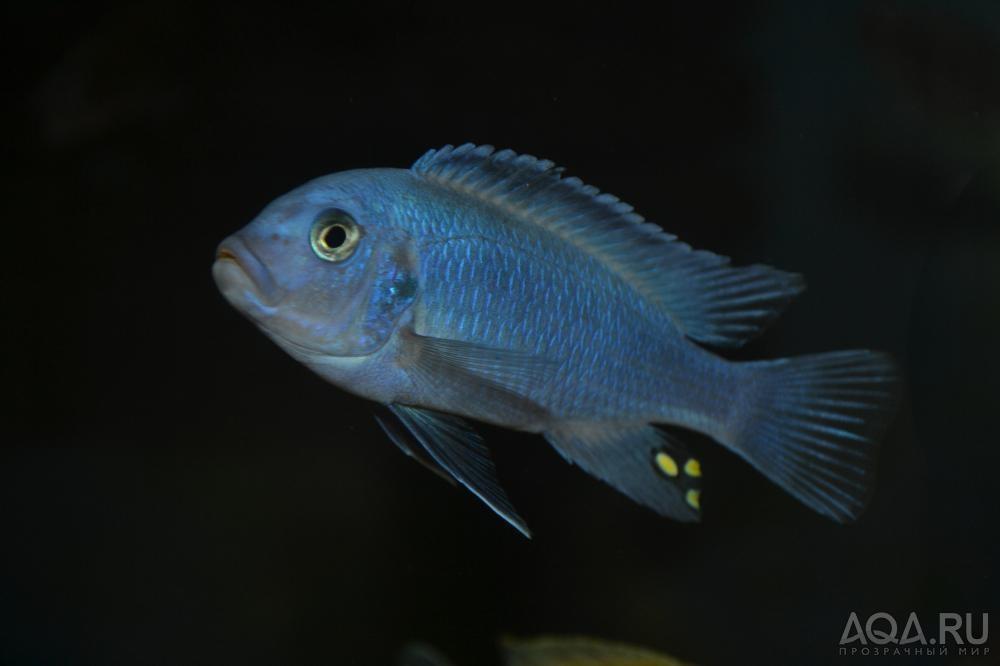 Metriaclima callainos Bright blue