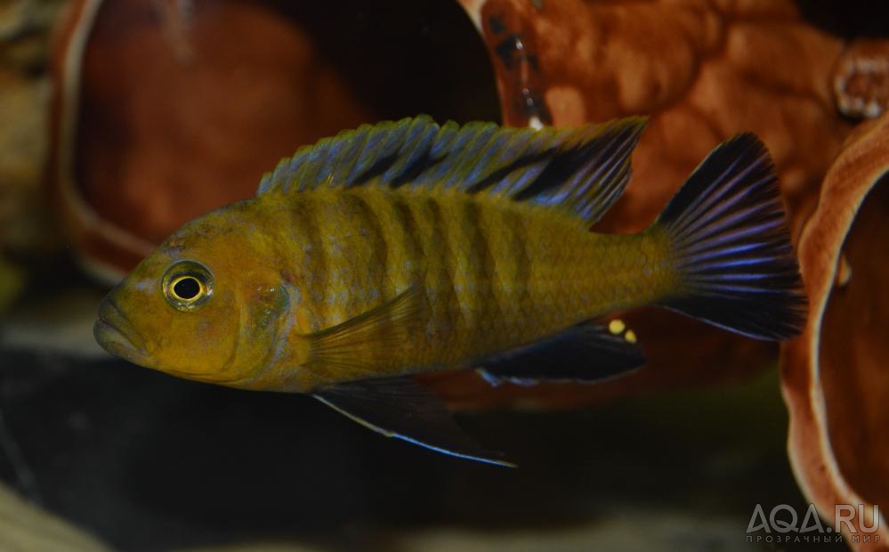 Cynotilapia spec. 