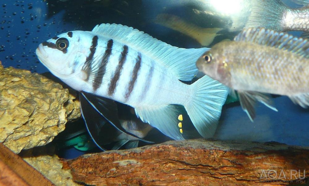 metriaclima zebra chilumba maison reef