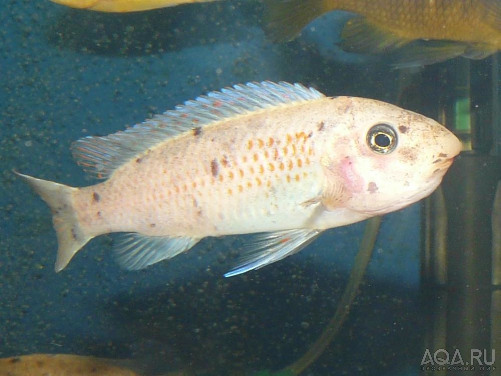 Labeotropheus Trewavasae Chilumba