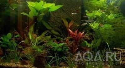 Мой аквариум(Что в нем неправильно?)