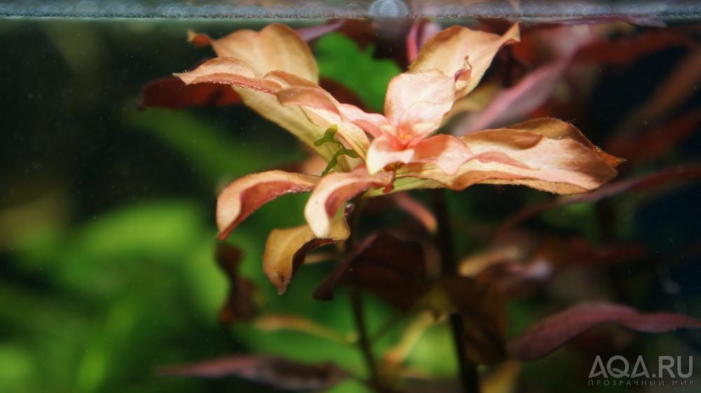 Людвигия грандулоза (Ludwigia glandulosa)