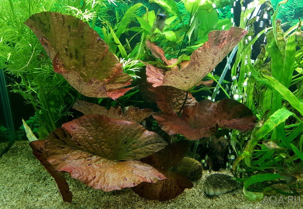 Мини-пруд для золотых рыбок