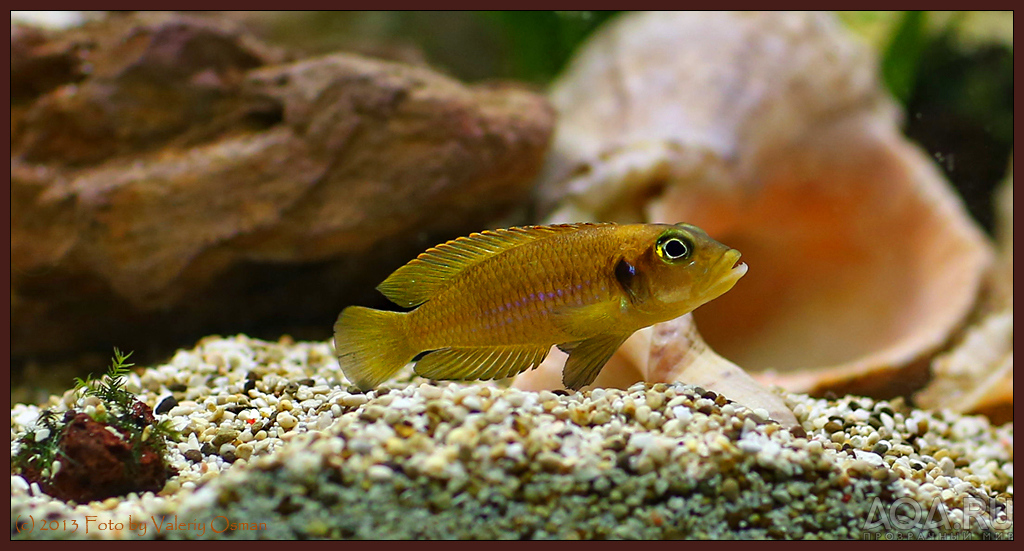 Lamprologus ocellatus