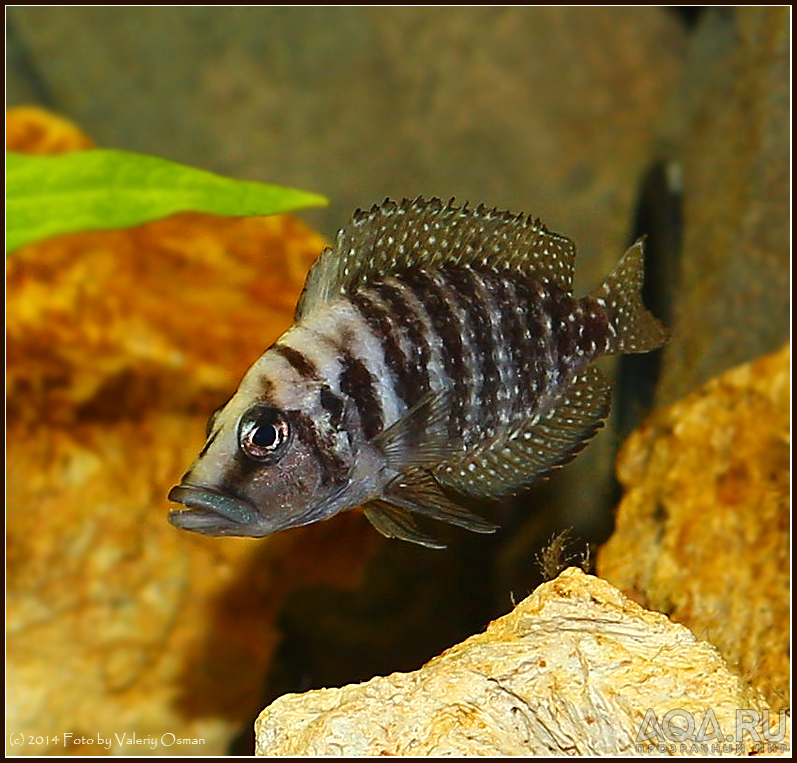 Altolamprologus calvus