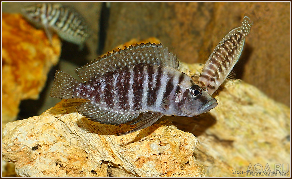 Altolamprologus calvus