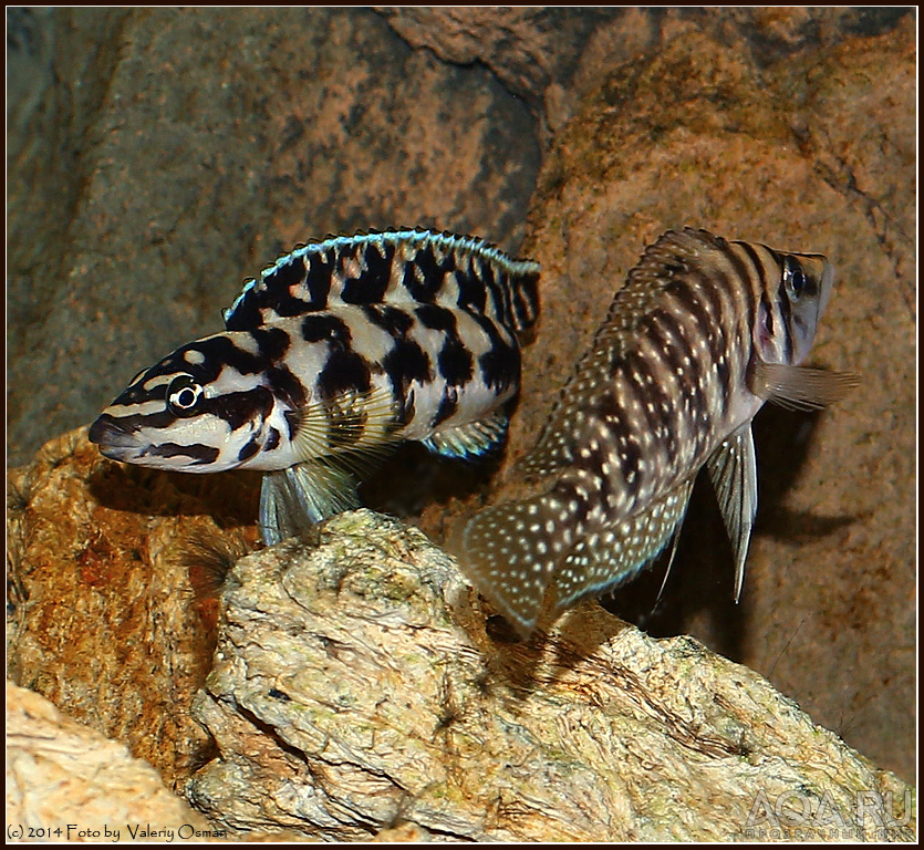 Altolamprologus calvus + Julidochromis transcriptus