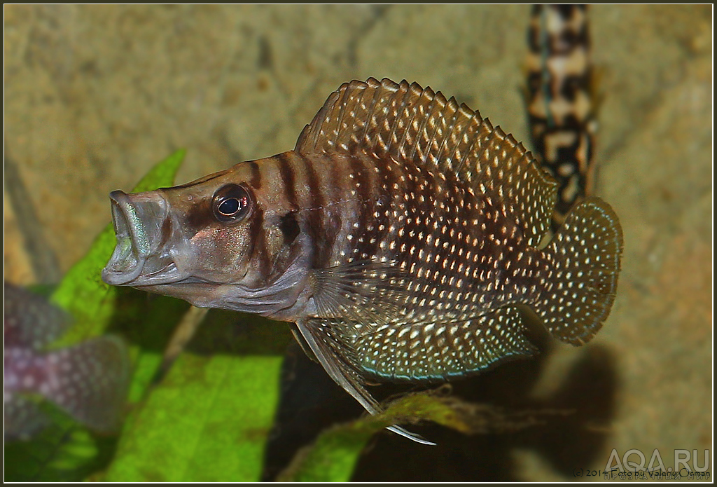 Altolamprologus calvus