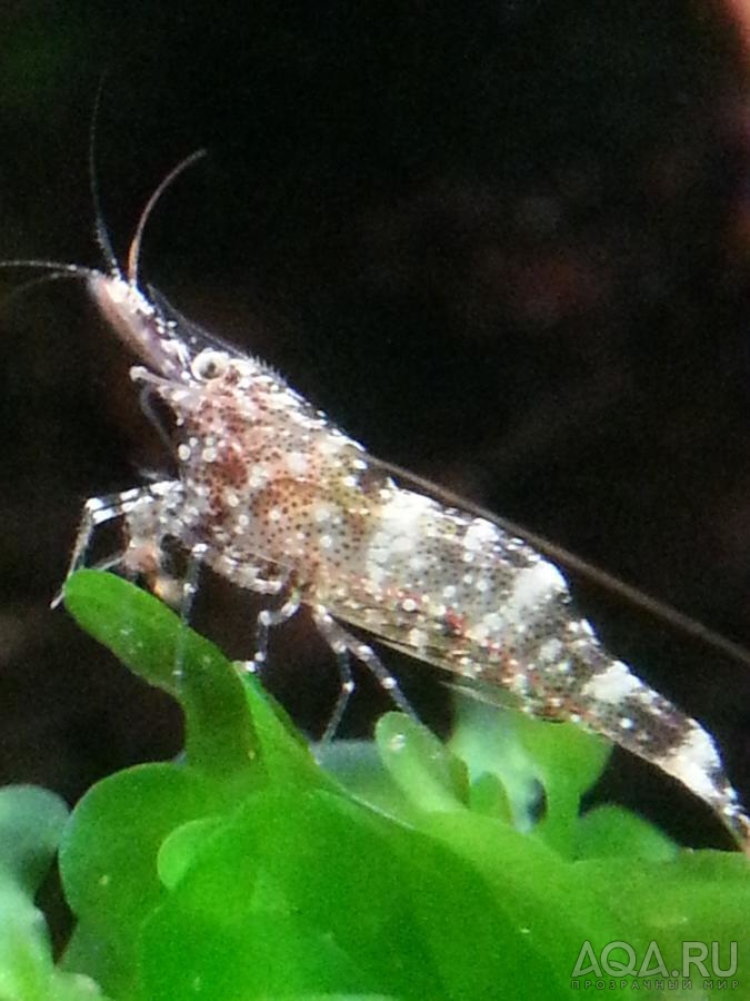 caridina sarasinorum