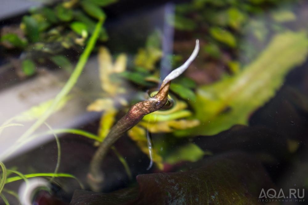 Cryptocoryne usteriana x walkeri var.legroi