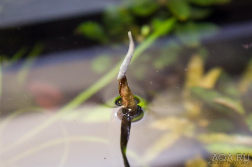 Cryptocoryne usteriana x walkeri var.legroi