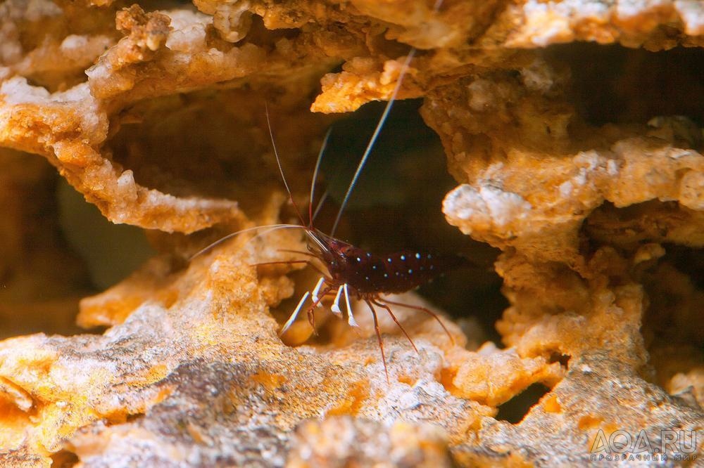 Caridina dennerli