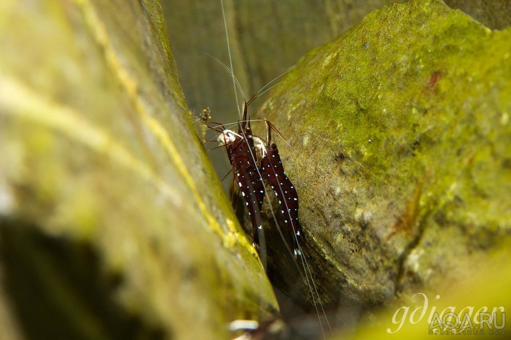 Caridina dennerli