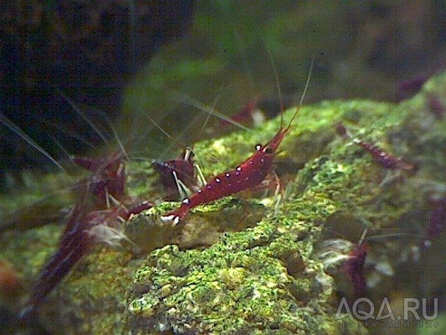 Caridina dennerli