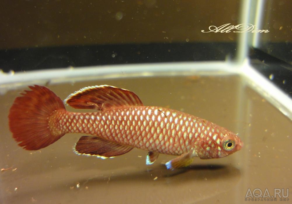 Nothobranchius korthausae red