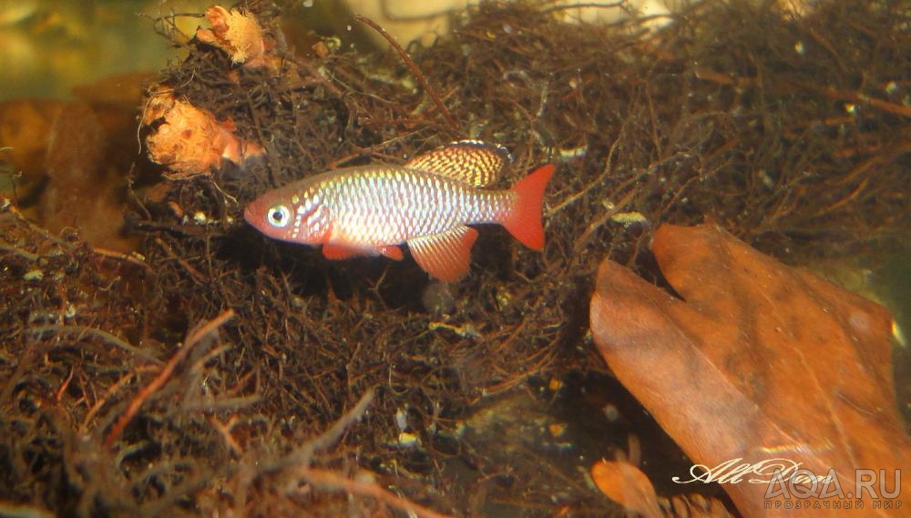 Nothobranchius rubripinnis Mkuranga TNKS 2013-01