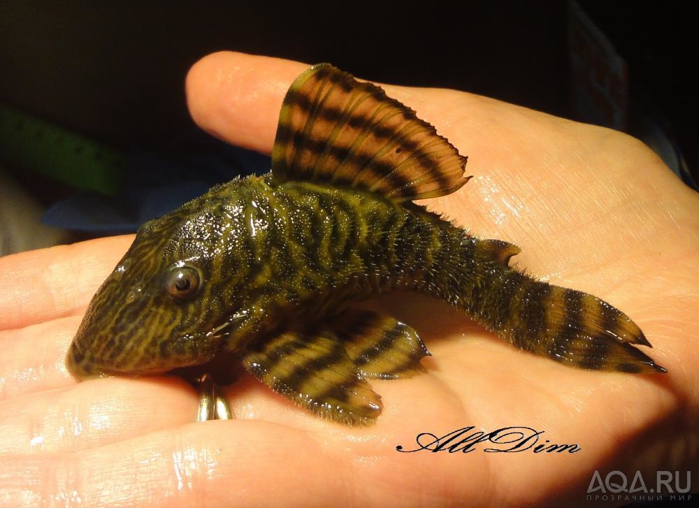 L002 Panaqolus/Tiger plec самец