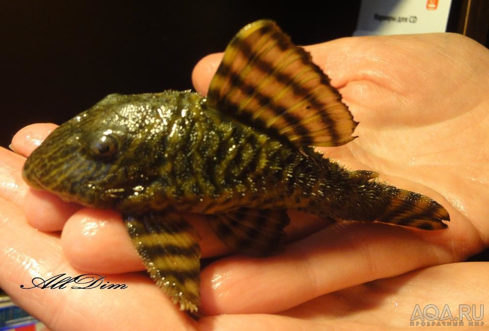 L002 Panaqolus/Tiger plec самец