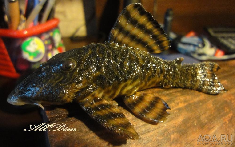 L002 Panaqolus/Tiger plec самец