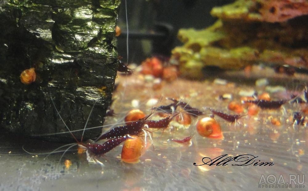 Caridina dennerli